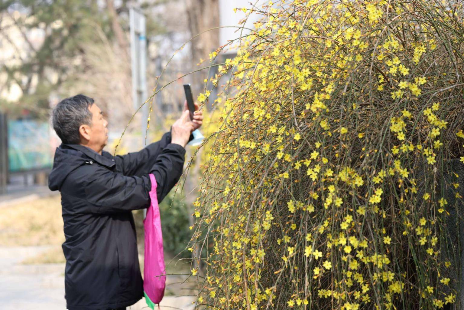 石景山雕塑公园迎春花绽放