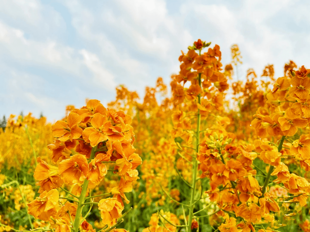 橙色油菜花图片图片