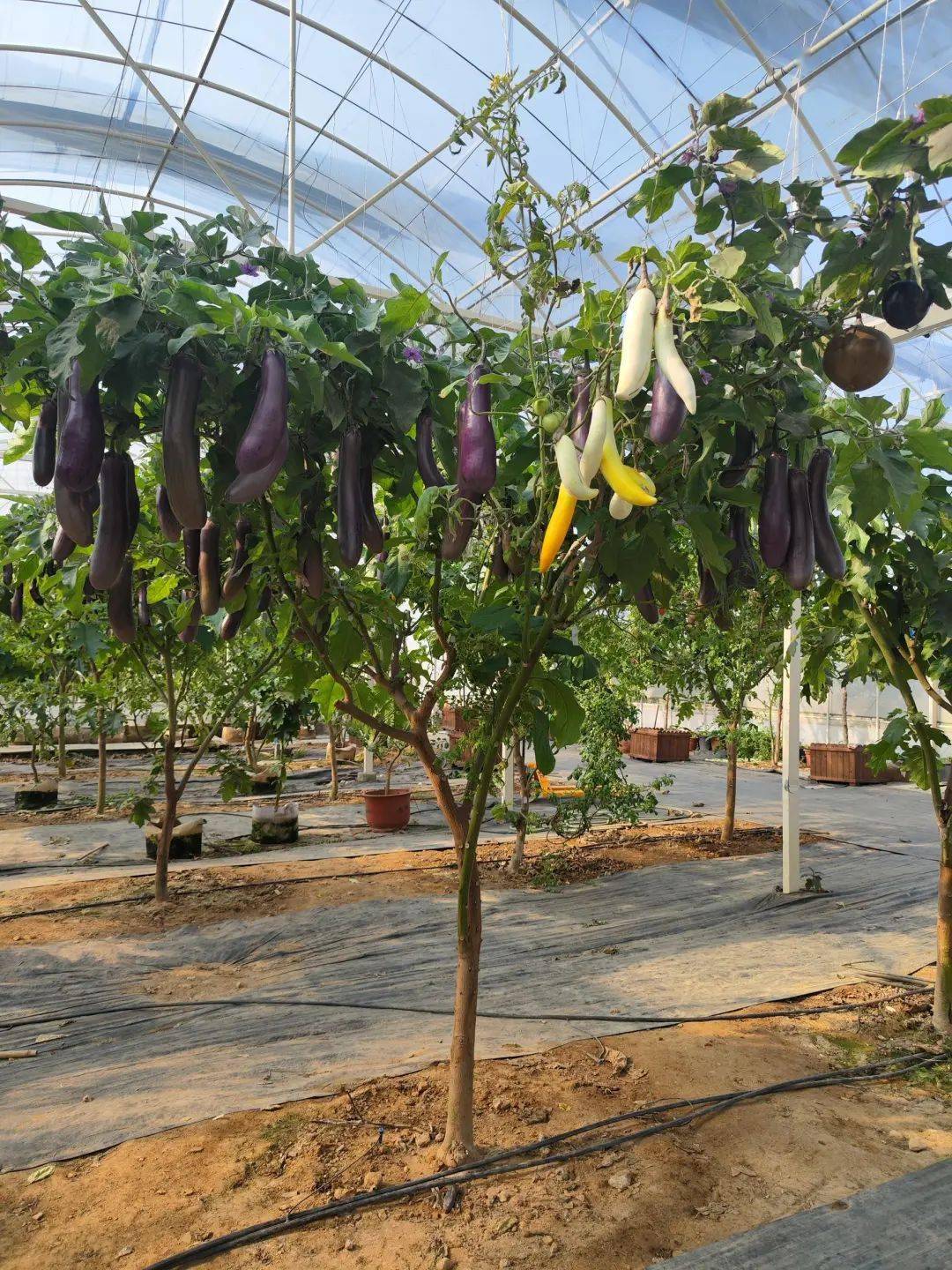 茄子,番茄,辣椒.全长一棵树上!成本不到100元,可连续结20年!