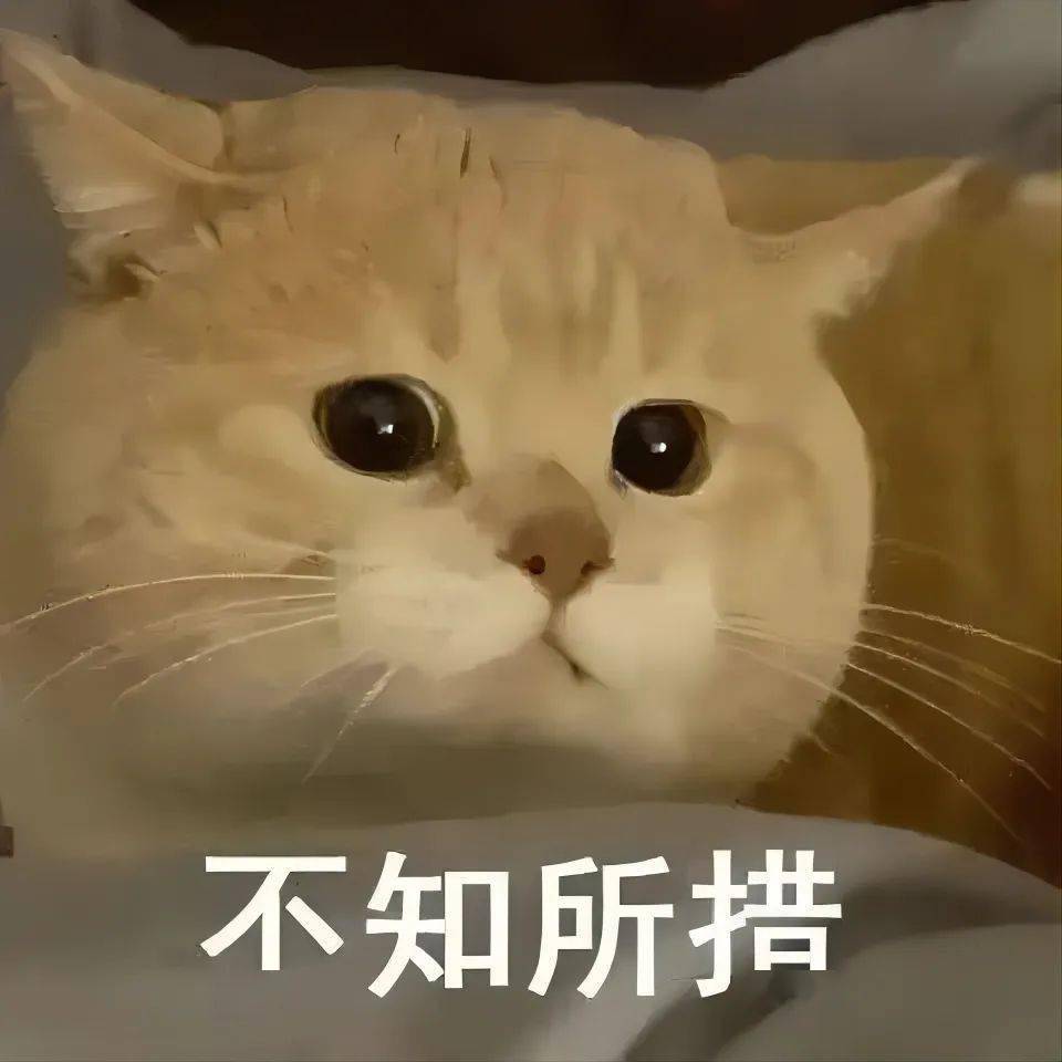 不知所措猫咪表情包图片