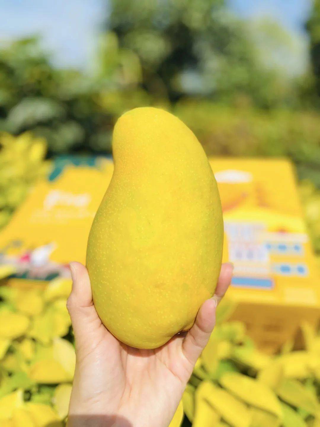 芒果香气浓郁,果肉又厚又甜,吃完想原地去三亚谈恋爱!