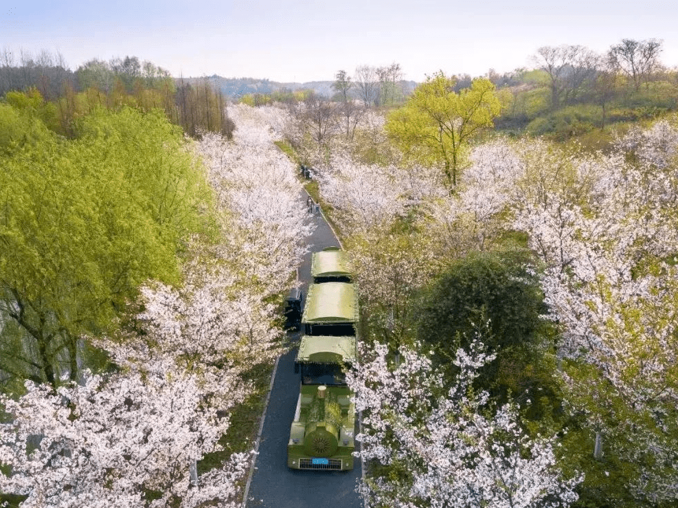 淮南西出口下——沿臥龍山路(g327)到八公山鄉郝圩村(廉頗墓附近)花期