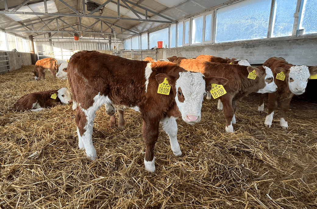 2021年,经国家畜禽遗传资源委员会审定"华西牛"获得国家畜禽新品