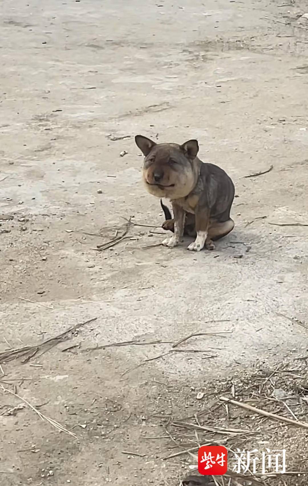 蜜蜂小狗”脸肿成表情包引全网爆笑，一对夫妻看出异样驱车300公里救助感动众人_搜狐网, image size:1080x1701