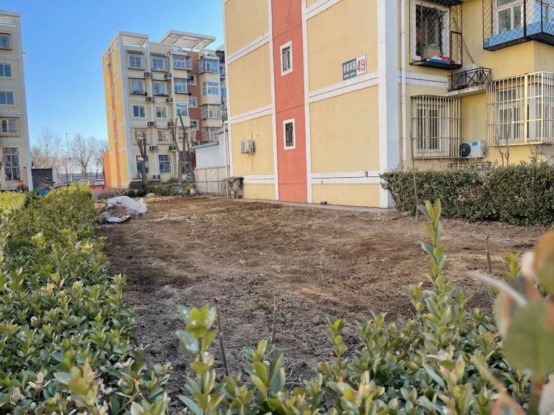 整治行动前,港馨家园西区大部分绿地被居民"开垦",种上了蔬菜"好好的