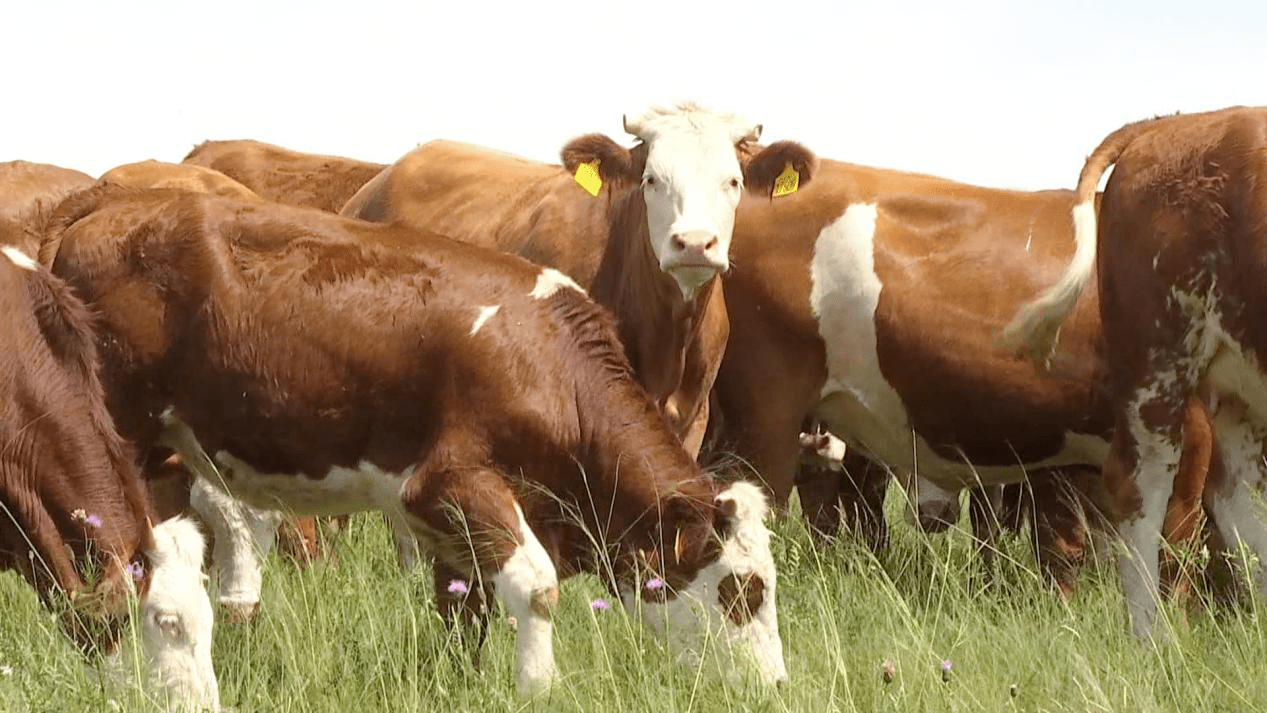 内蒙古乌拉盖管理区:以"人才兴"赋能"产业强"_华西牛_肉牛_发展