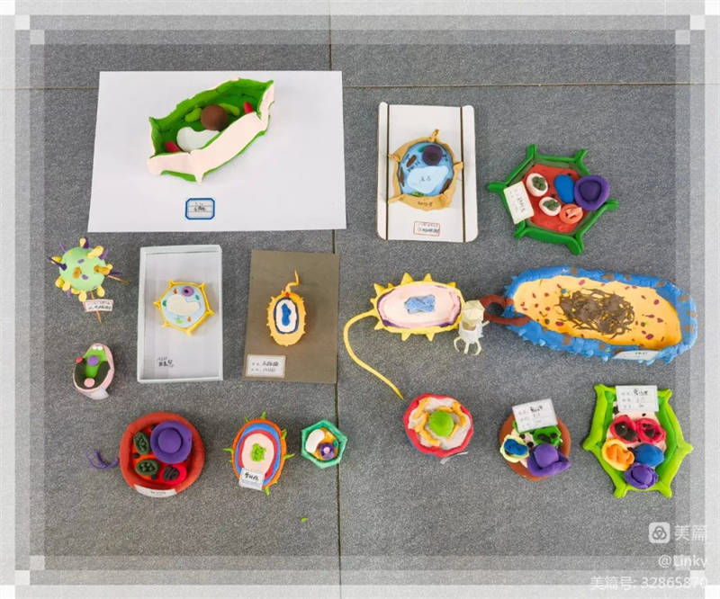 细菌结构模型,水螅结构模型,草履虫结构模型,衣藻结构模型,动物细胞和