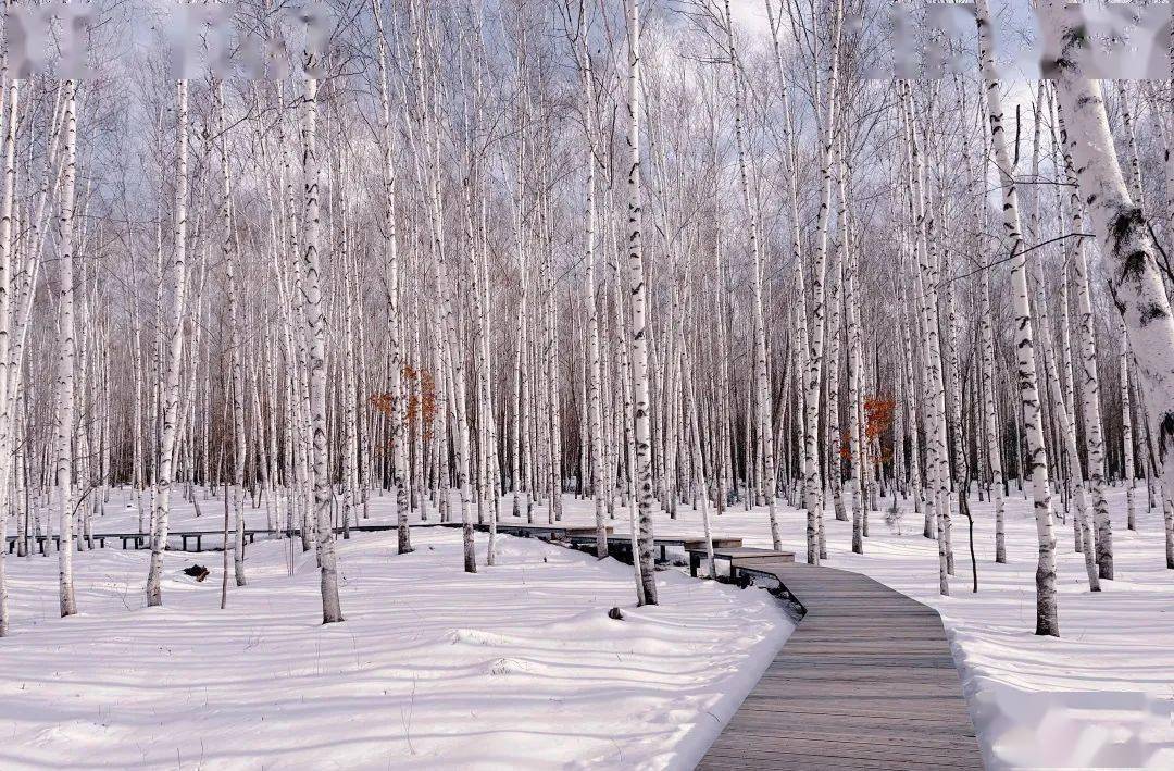 在夕阳黄昏下,雪中白桦林的树影被拉得很长很长,篆刻着一眼万年的惊艳