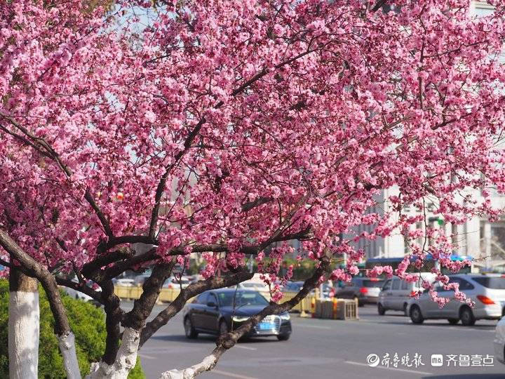 大面积美人梅开了，济南经十路粉色花廊浪漫温馨