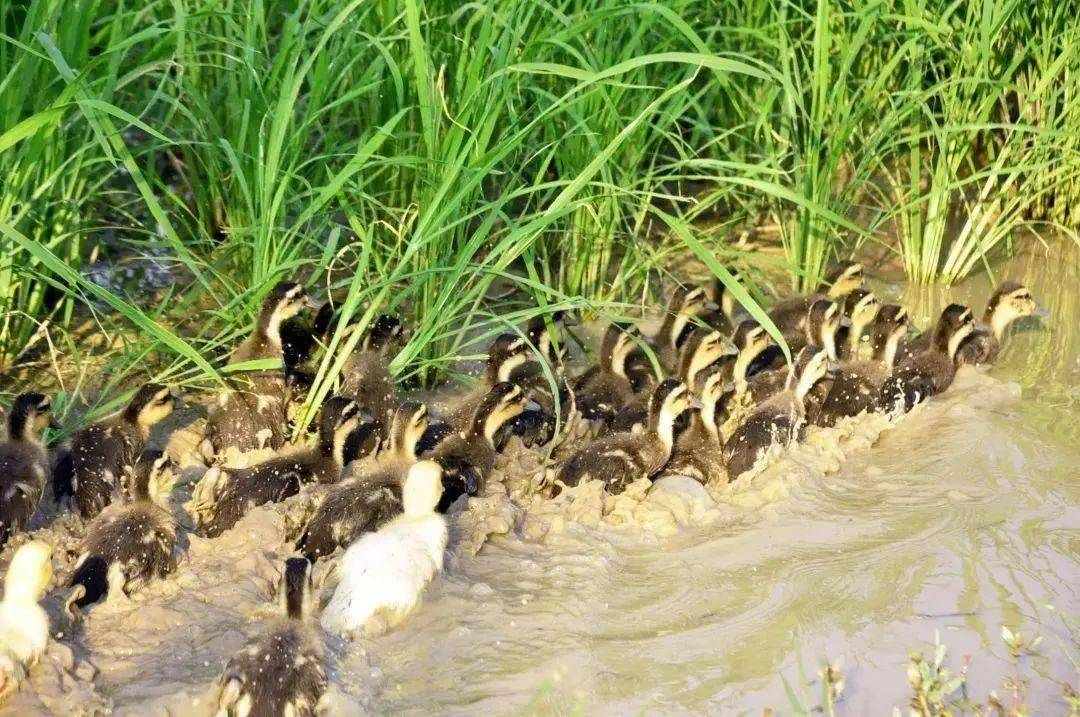 认购_稻田_活动