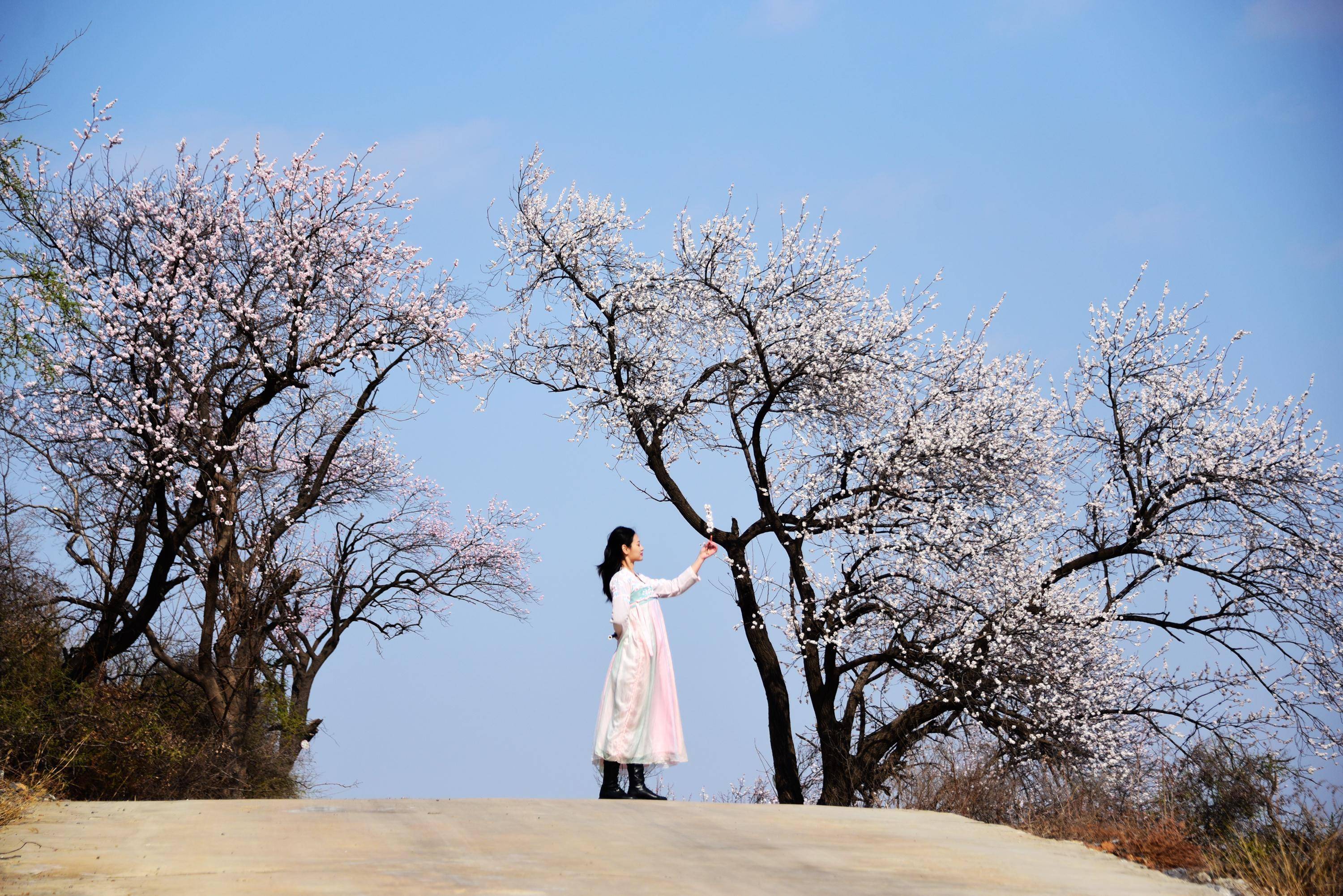 环翠峪杏花村图片