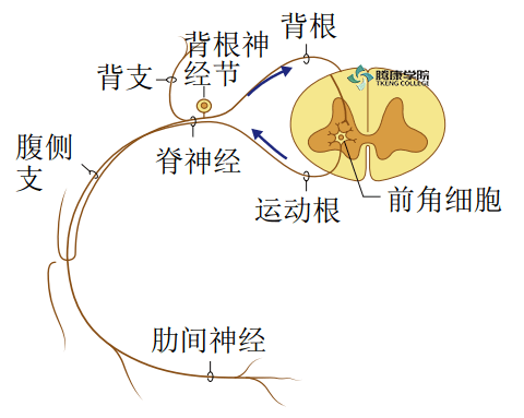 背根神经节与神经病理性疼痛_神经元_感觉_脊髓