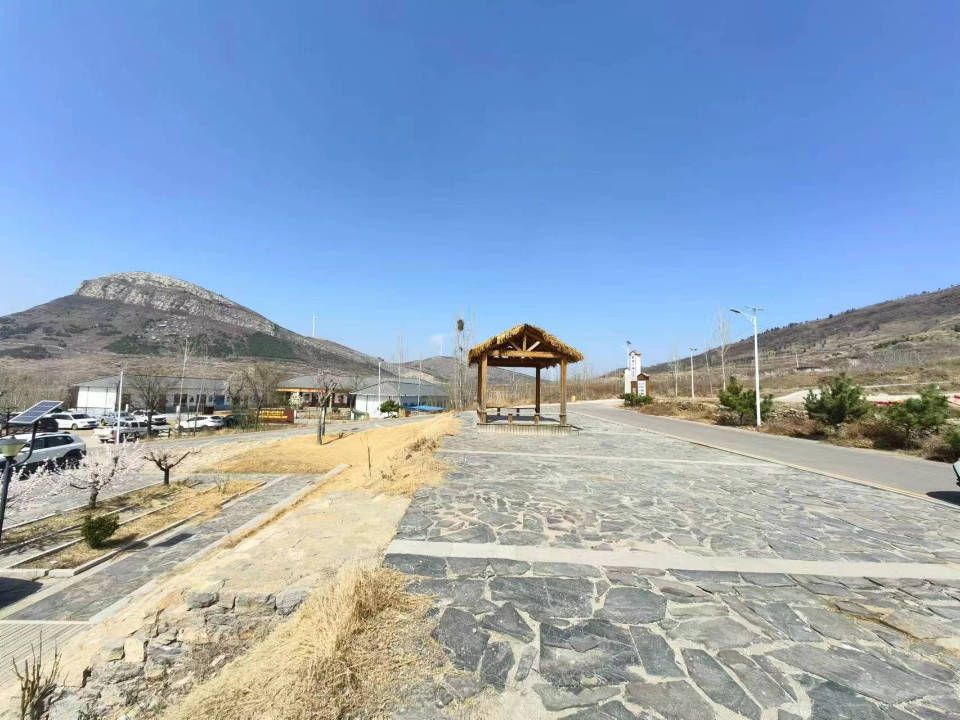 泗水县土洞村千亩杏花盛开_济宁_交通_市民