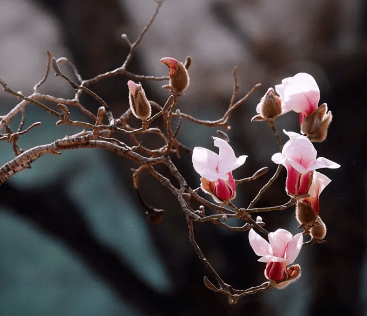 初见||玉兰花开_宝宝_木兰_龙王