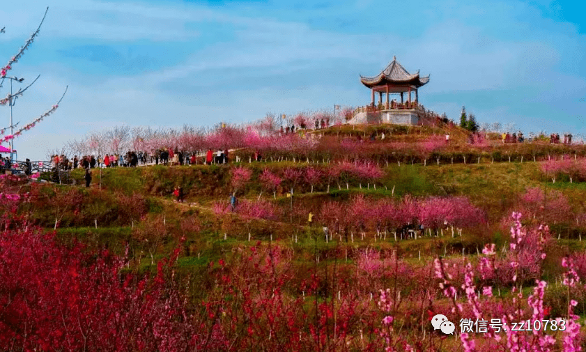 清水湾畔桃花谷图片