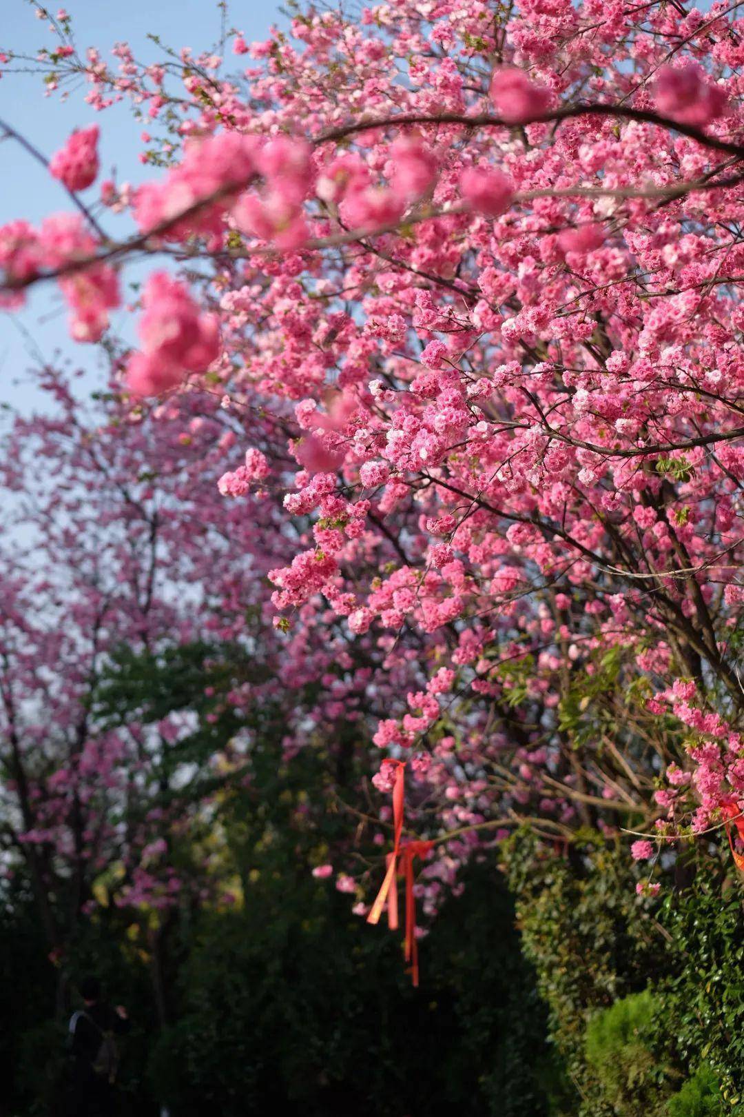 千红的花卉轮番绽放勾绘出一幅春光明媚的斑斓图景牟定海棠花(通讯员