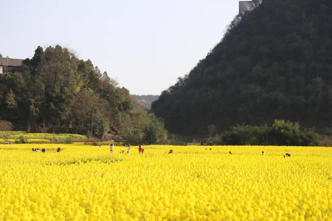 安顺鲍家屯油菜花图片