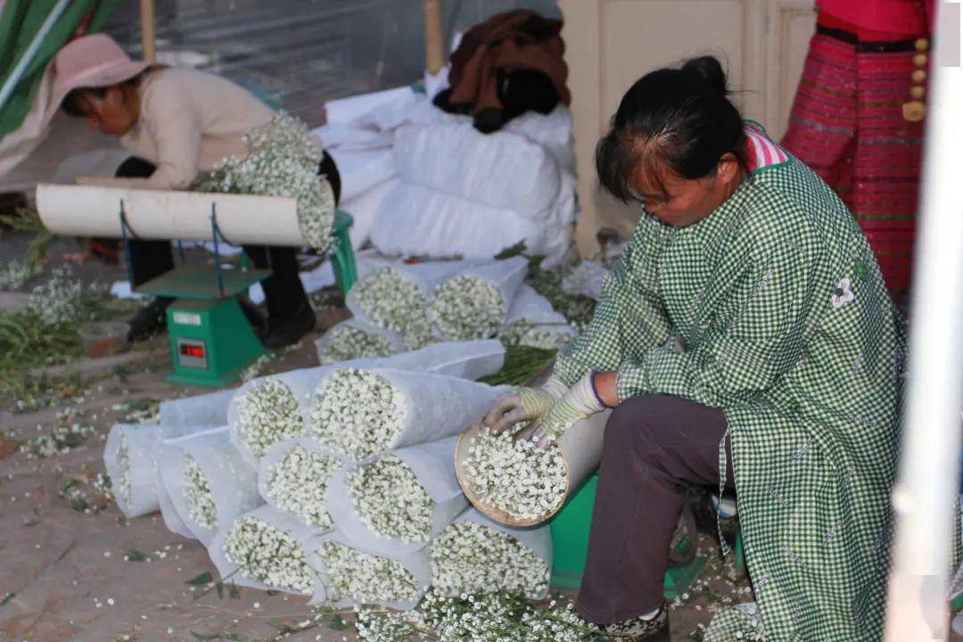 千红的花卉轮番绽放勾绘出一幅春光明媚的斑斓图景牟定海棠花(通讯员