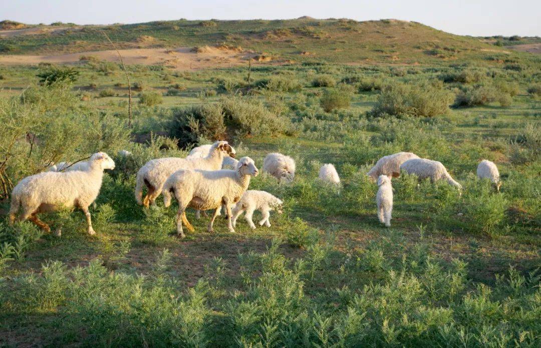 难得品尝宁夏记忆—永利手抓盐池滩羊_草原_含量_盐碱