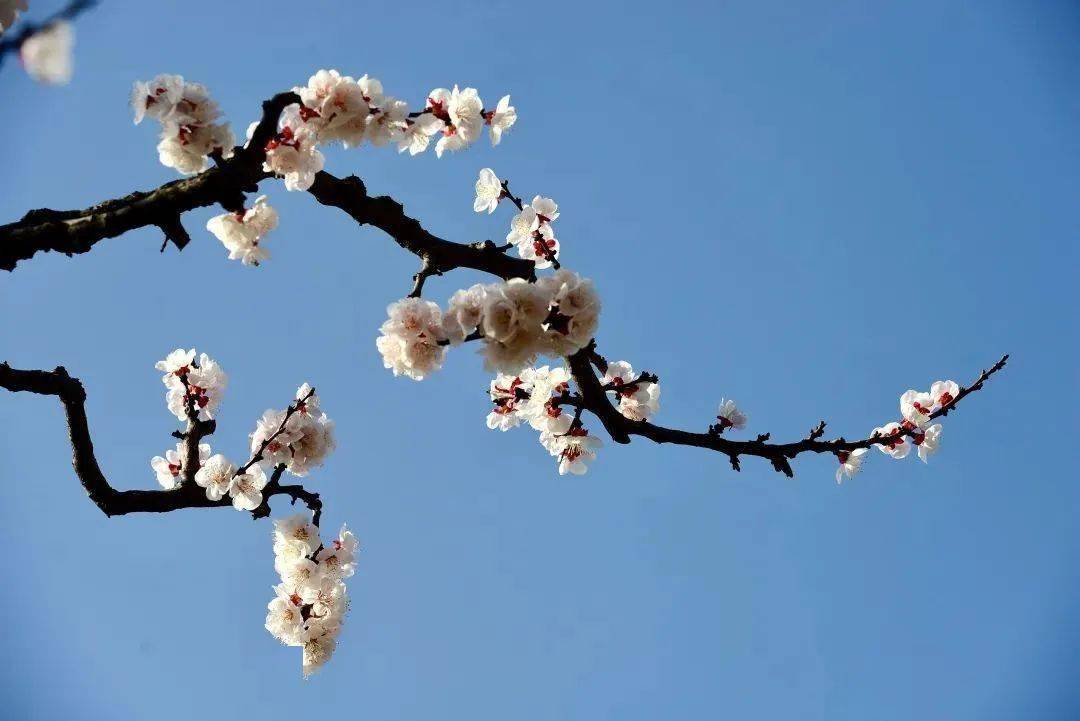 附賞花路線→_華胥_春風_指引