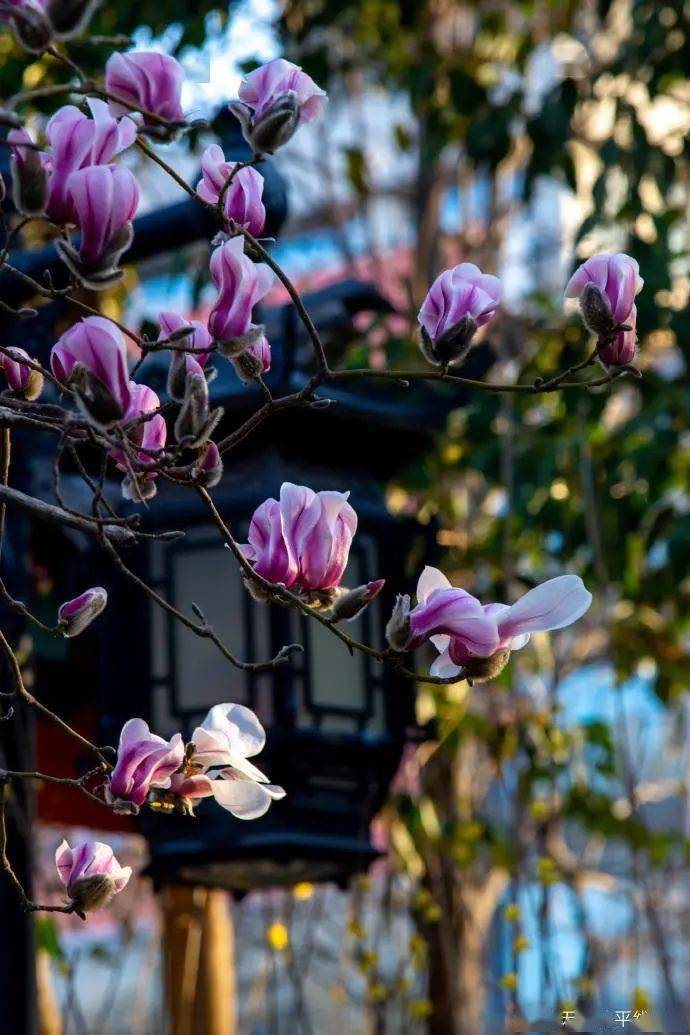 白雪楼前白玉兰