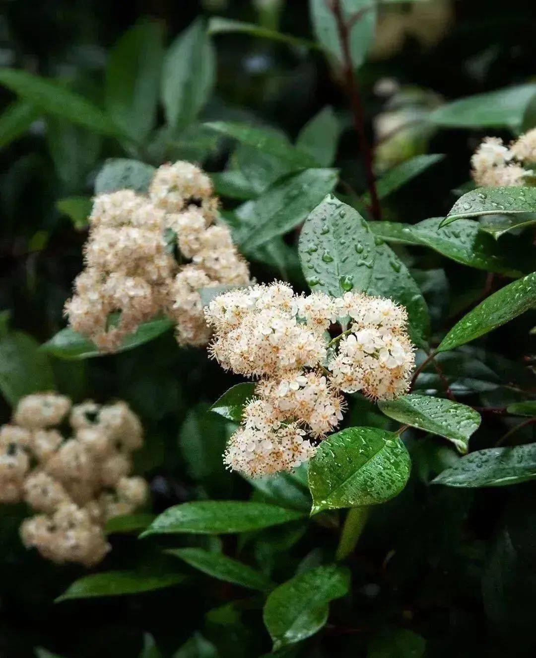 味道销魂,外号惊人…_石楠花_红色_文法