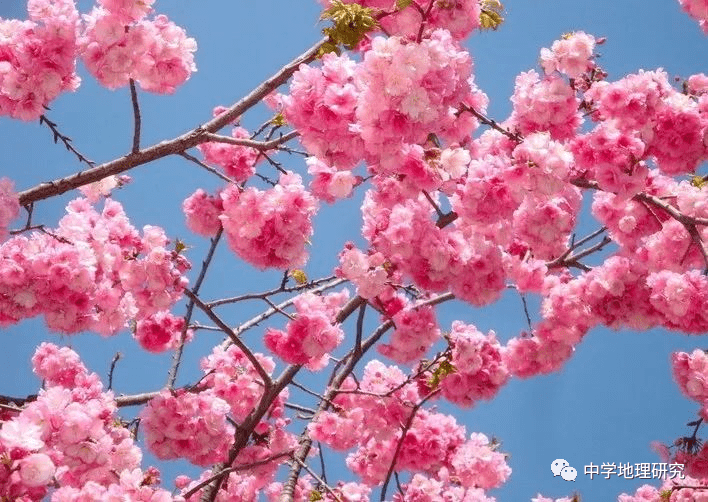 赏樱花，学天文，以经纬网为布景的空间定位和天文计算！建议保藏