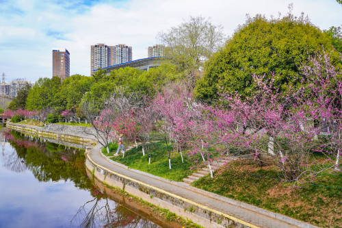 三峡大学桃花图片