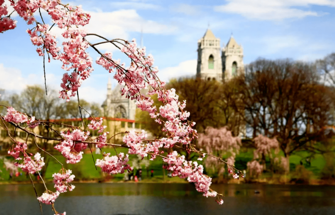 纽约早樱开啦!2023最强赏樱指南收好!