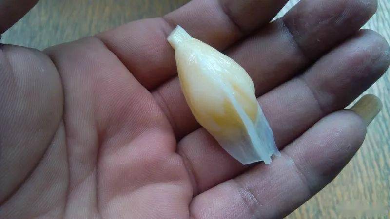 玩友_东西_鱼惊石