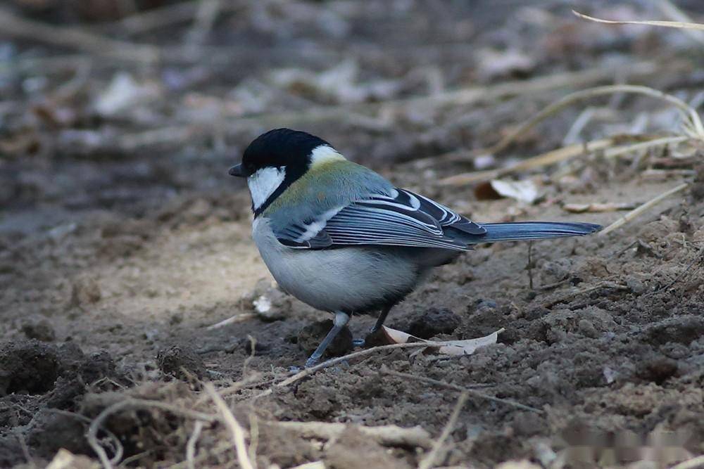 脸真白 白脸大山雀_麻雀_黑子_体长