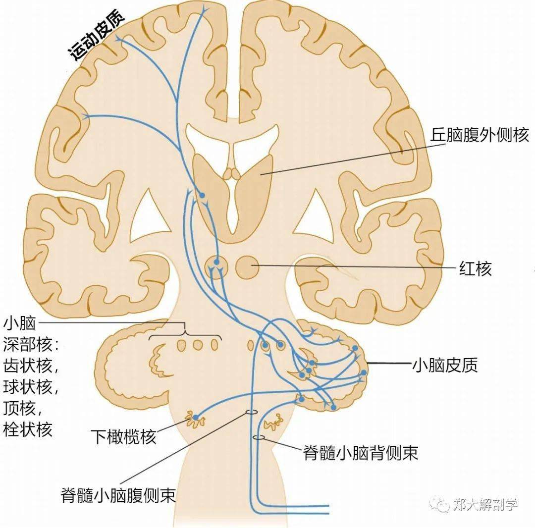 传入纤维包括脊髓及脑干上传纤维束,对侧大脑皮质来源的皮质脑桥小脑