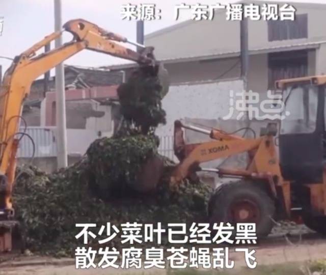 玉蕾橄榄菜原材料和污水垃圾混合堆放：多家电商