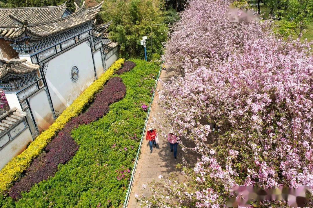 【行摄云南】昆明西华园:海棠花开春意浓_中新社_投稿人_内容