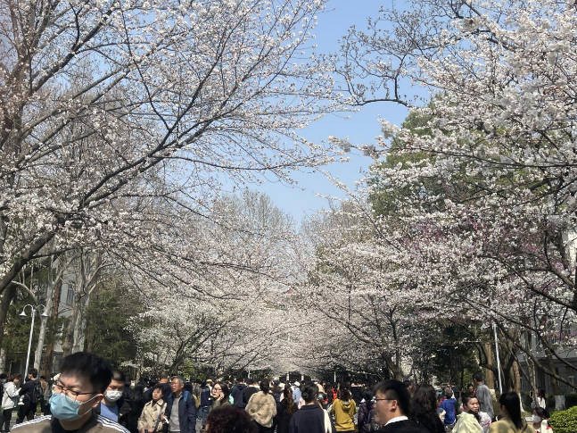 今起南京进入更佳赏樱期！“樱花之约”给你一场视觉盛宴