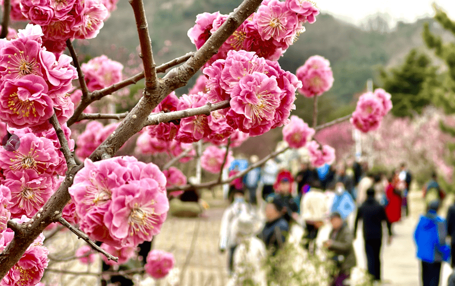 第二十三届中国·青岛梅花节盛大开幕