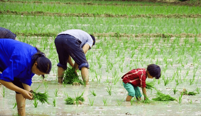 乡土散文:农忙假插秧