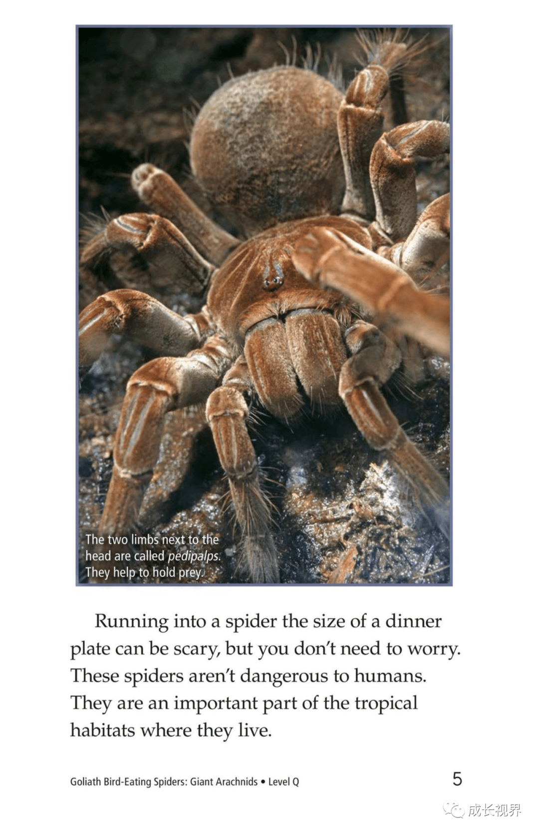 【raz-q-23】goliath bird-eating spiders: giant arachnids