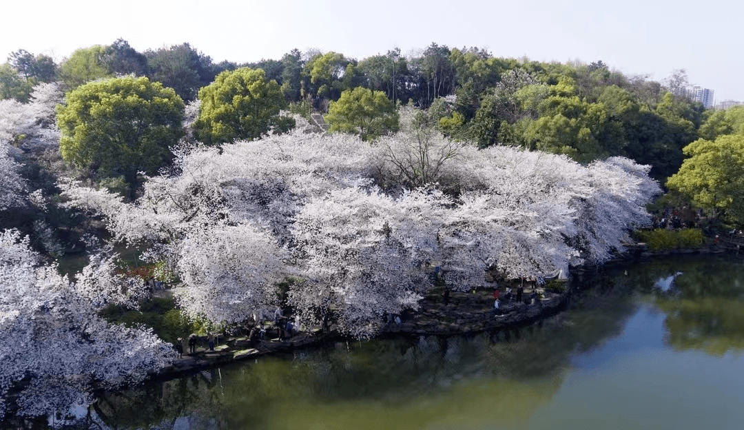 一见钟情在雨花︱悠游雨花·春之约——开往雨花春天的列车动身了！