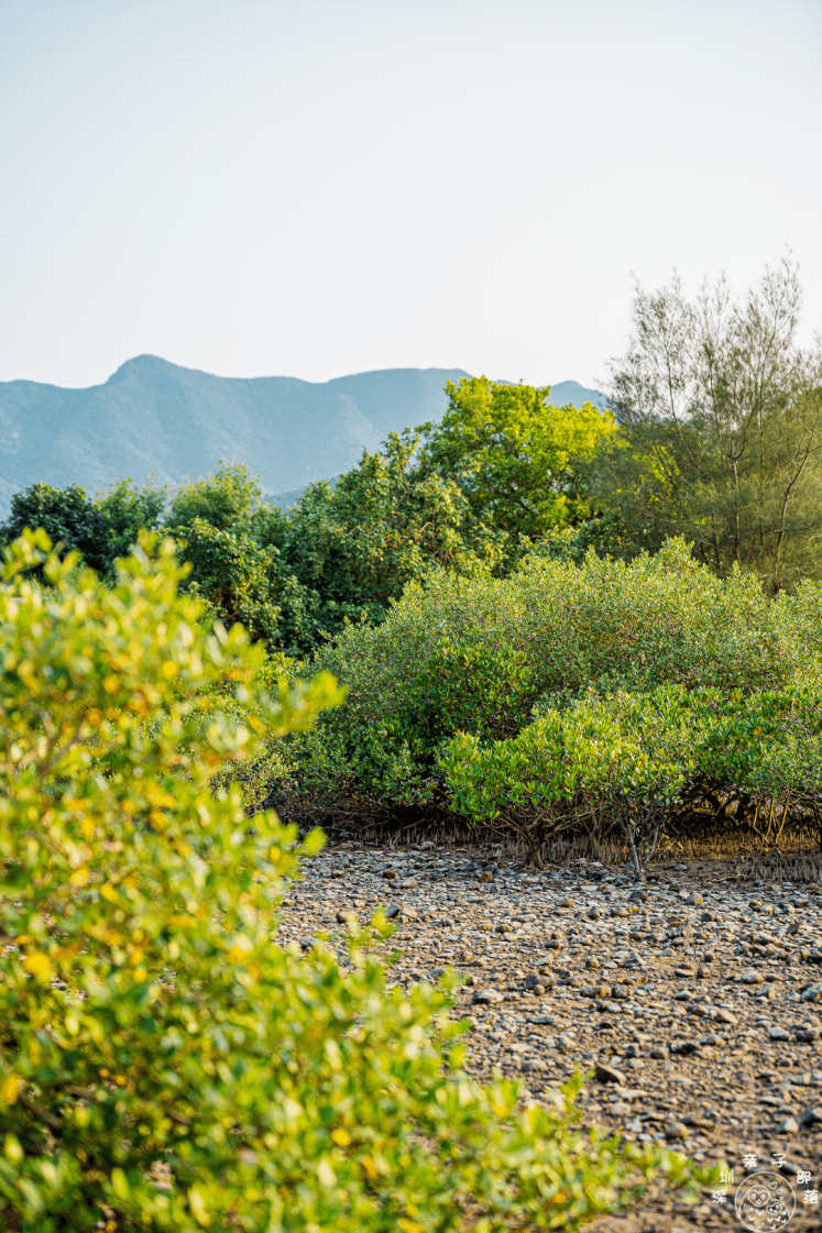 这个湿地园可以观鸟看海→_叶树_红树林_坝光
