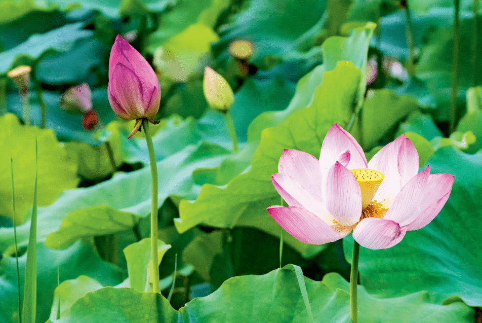 白洋五日看回花 馥馥莲芳入梦来