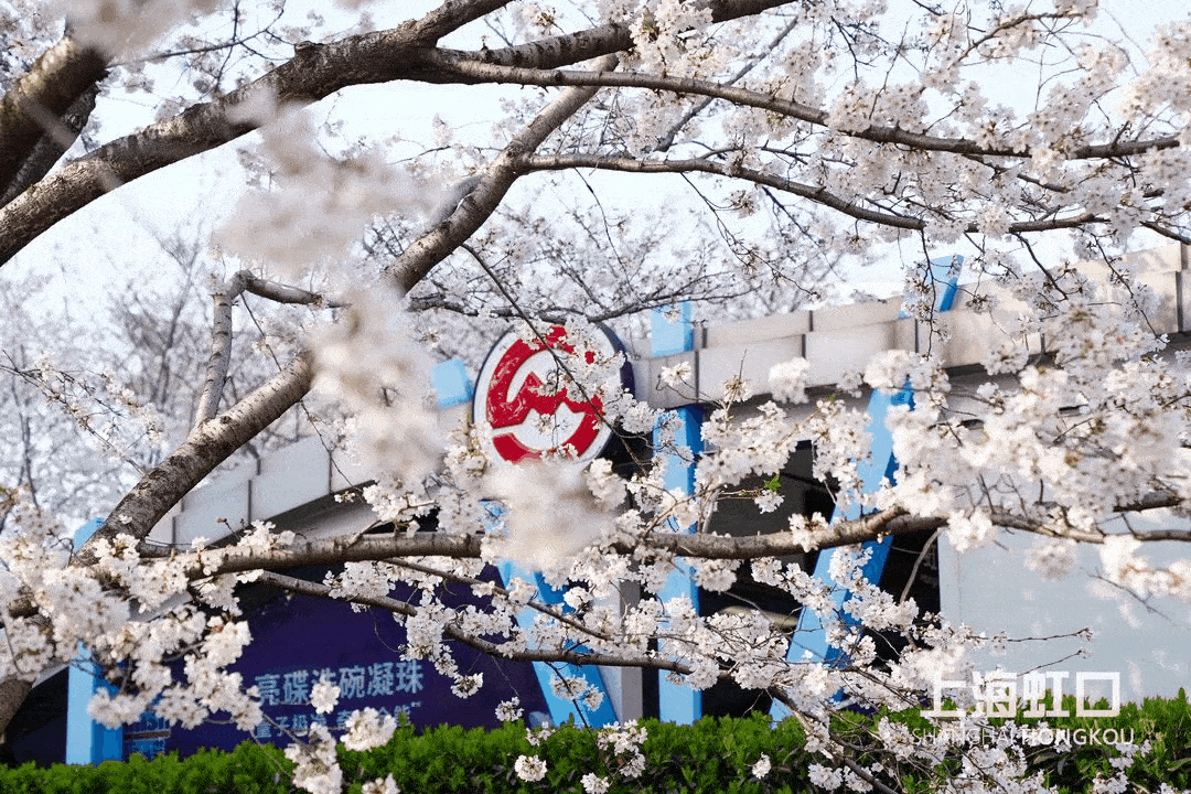 虹口足球场樱花季活动安排速览→_表演_文化_上海