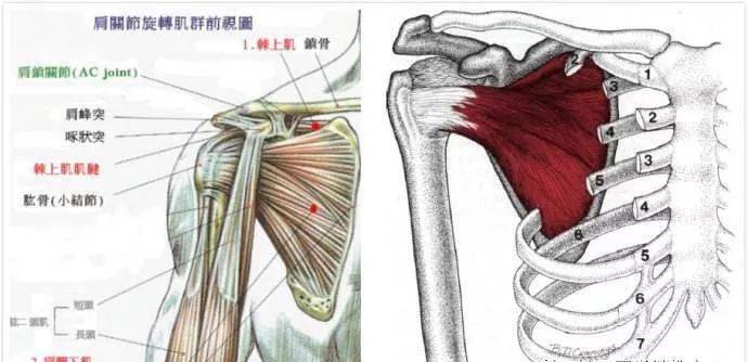 肩袖位置图图片