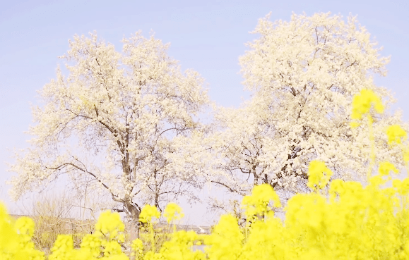 最美花海！“烟花三月下扬州”十佳赏花地评选活动上线！