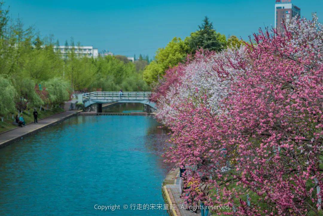 资料图/宋金戈3月25日相约三峡大学求索溪畔