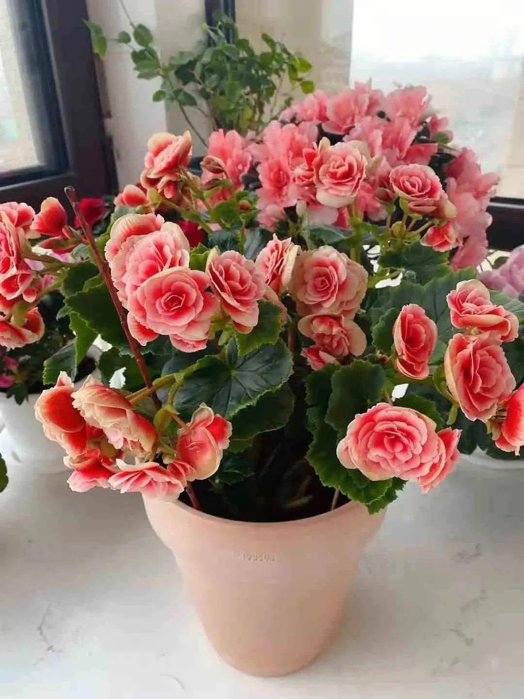 丽格海棠很漂亮做好2点常年开花仙气十足娇艳欲滴