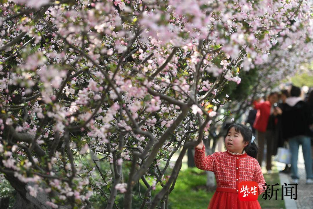 花花“视”界|南京莫愁湖垂丝海棠争奇斗艳，非遗市集吸引浩瀚旅客