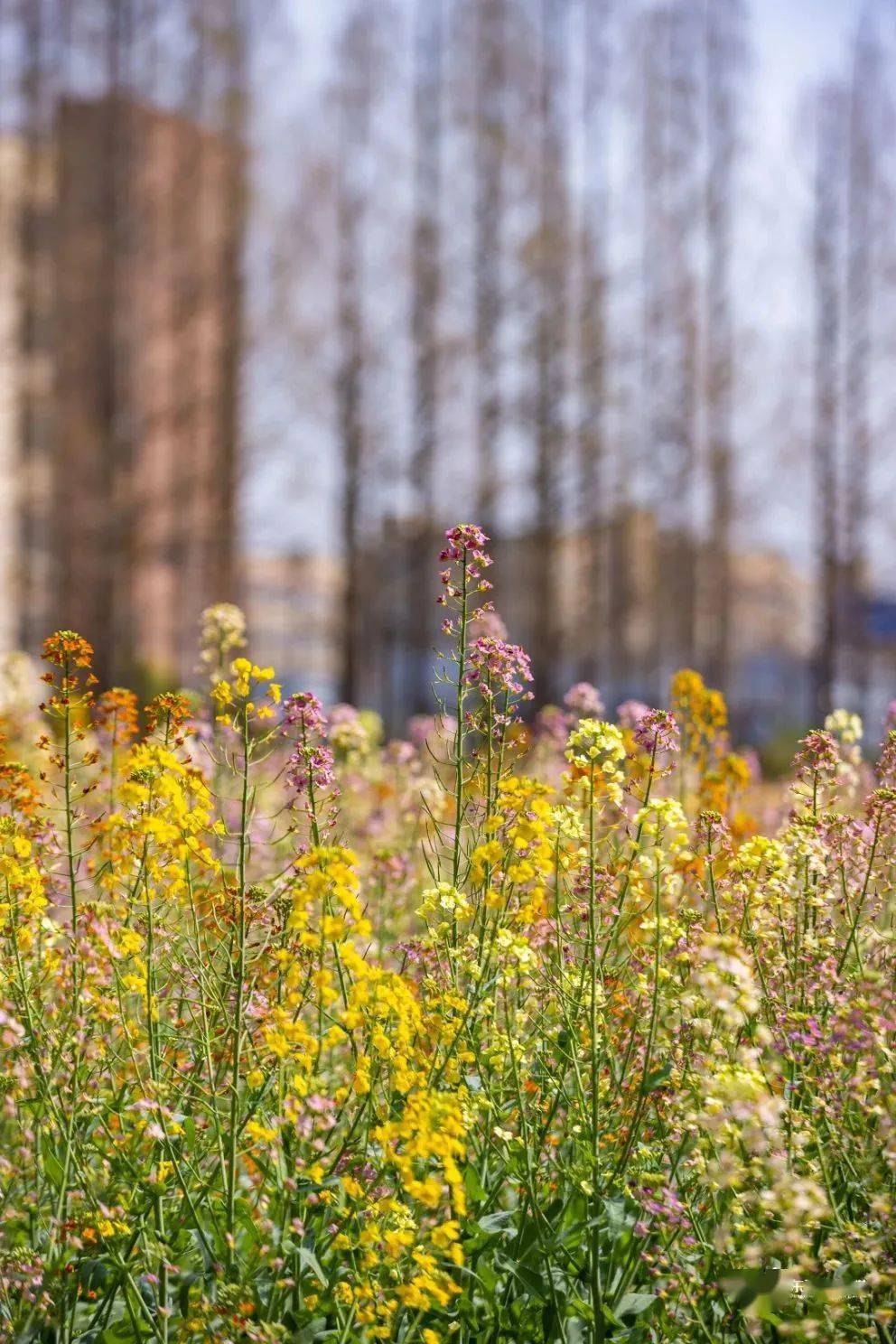 快来数一数,彩色油菜花有几种颜色?_慈惠街道_游客_景区