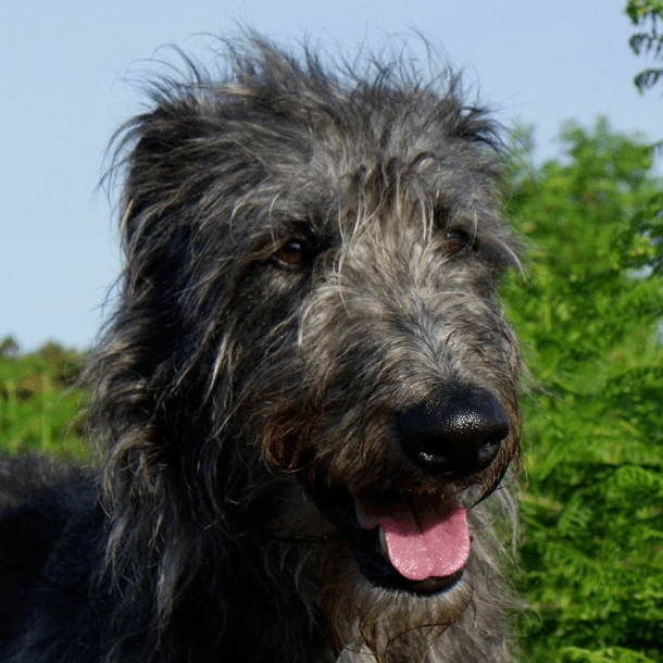 蘇俄牧羊犬\俄羅斯獵狼犬(borzoi)05.獵狐犬(foxhound)06.