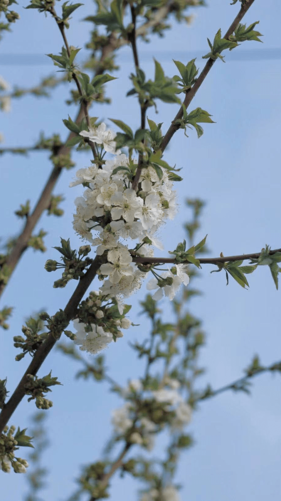 春暖花开，去那几个公园漫步赏花，享受“慢”生活